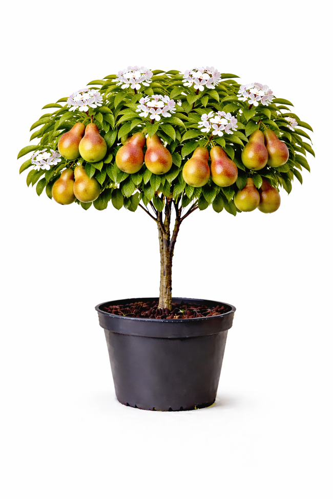 Pyrus comm. 'Doyenne du Comice' halfstam C7.5