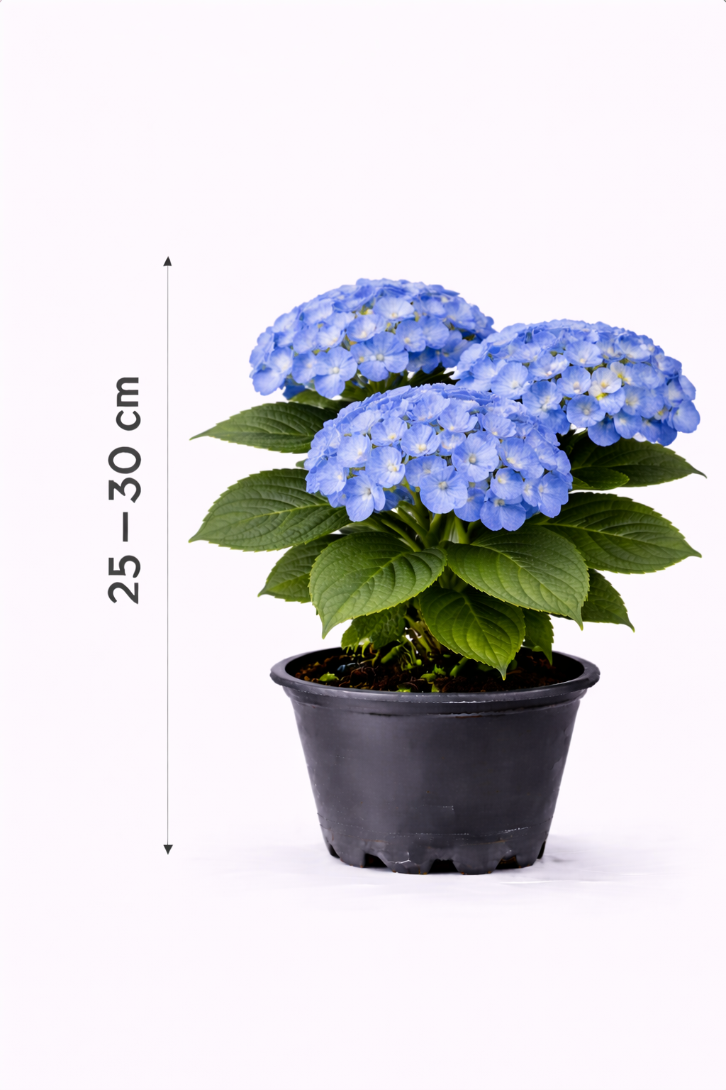 Hydrangea macr. 'Nikko Blue' 25 - 30