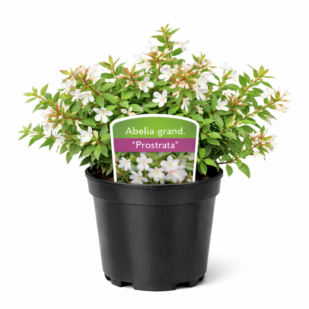 Abelia grand. 'Prostrata' 25 - 30