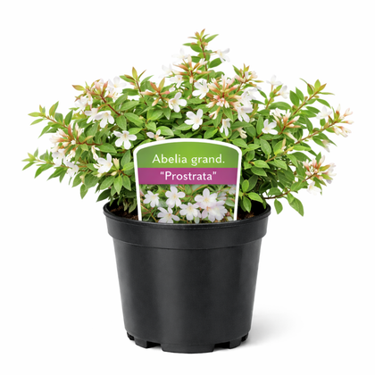 Abelia 'Prostrata' 25 - 30