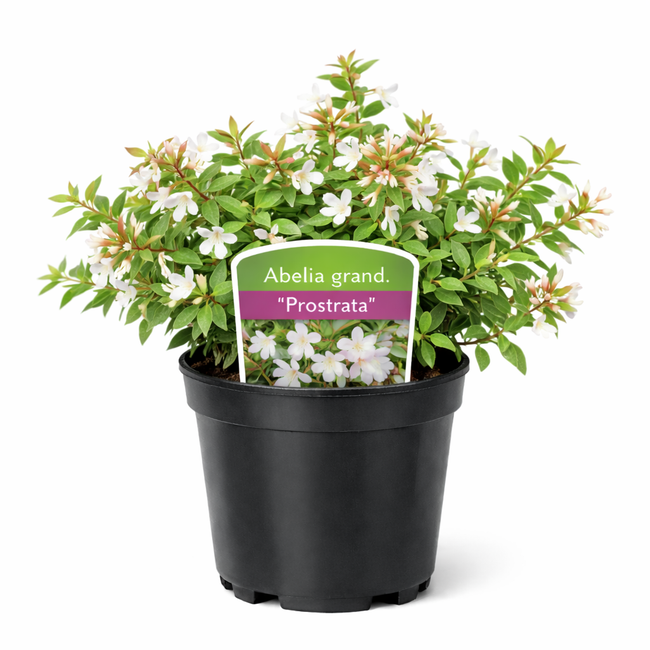 Abelia grand. 'Prostrata' 25 - 30
