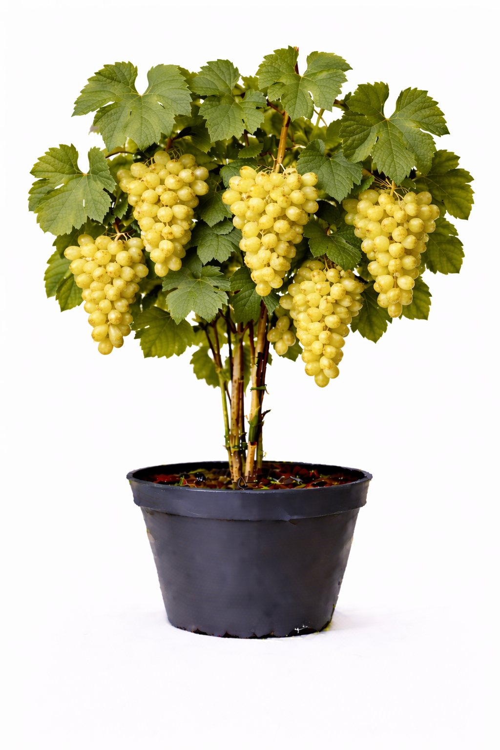 Vitis vinifera wit 50 - 60