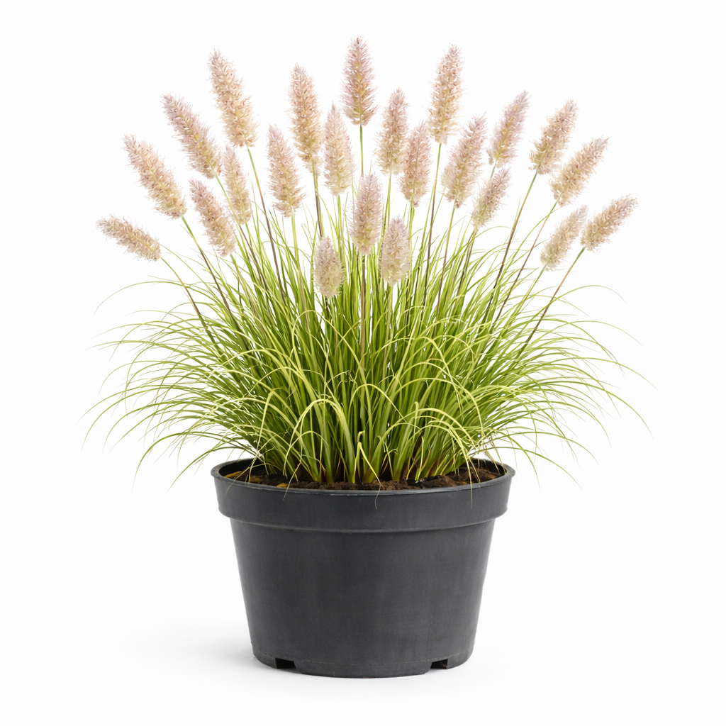 Calamagrostis brachytricha c3
