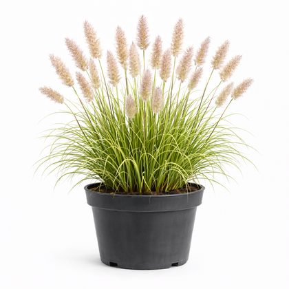 Calamagrostis brachytricha c3