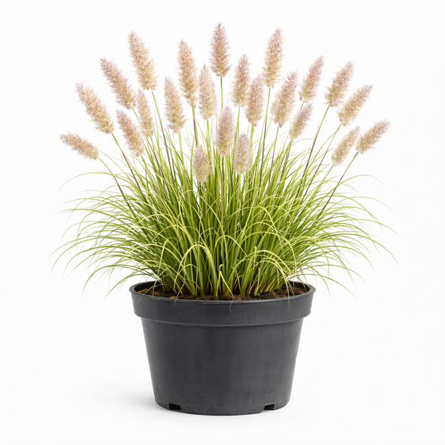 Calamagrostis brachytricha c3