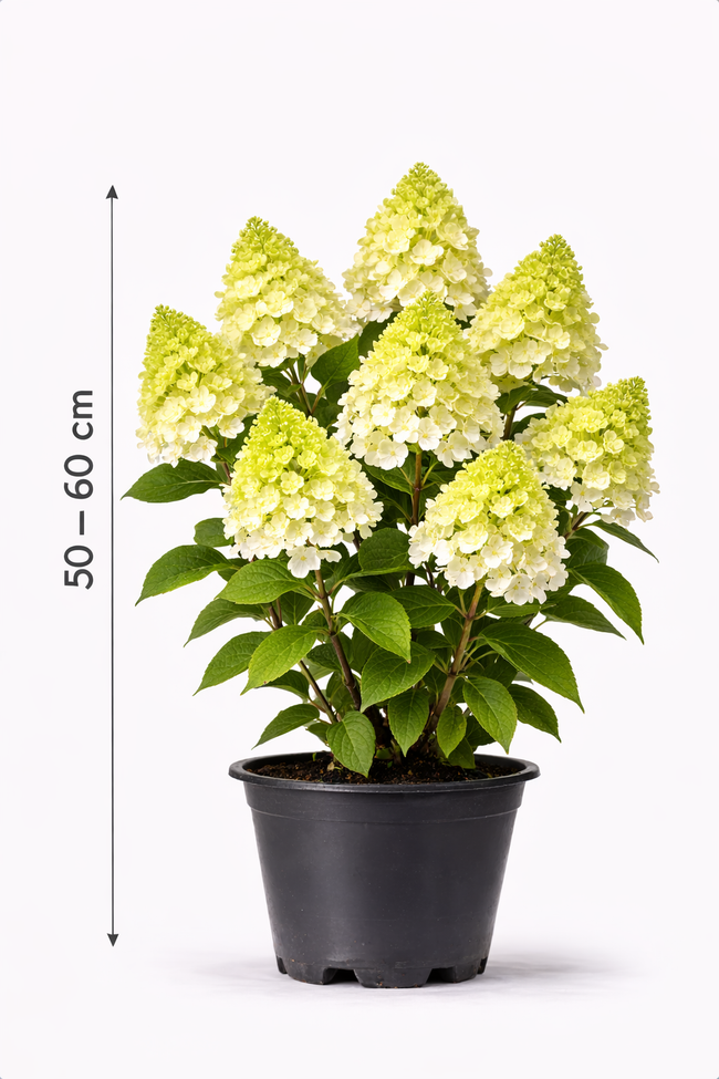 Hydrangea pan. 'Little Lime'  50 - 60