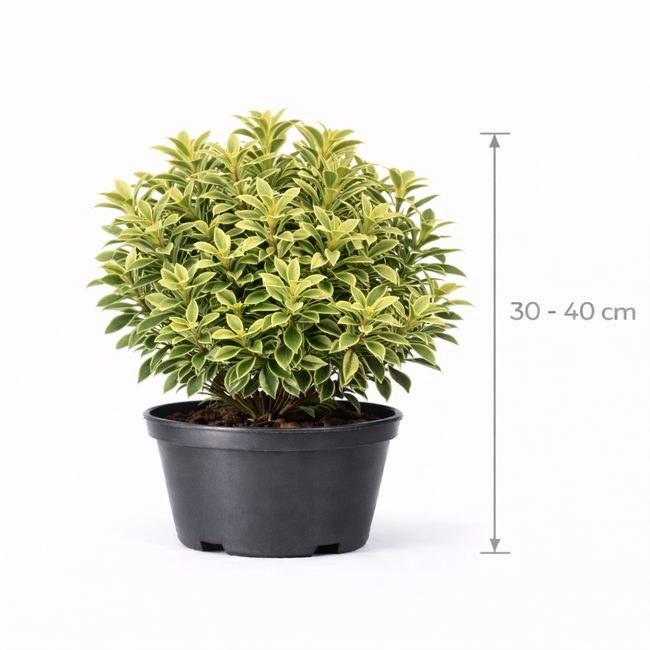 Pittosporum ten. 'Gold Star' 30 - 40 C7.5
