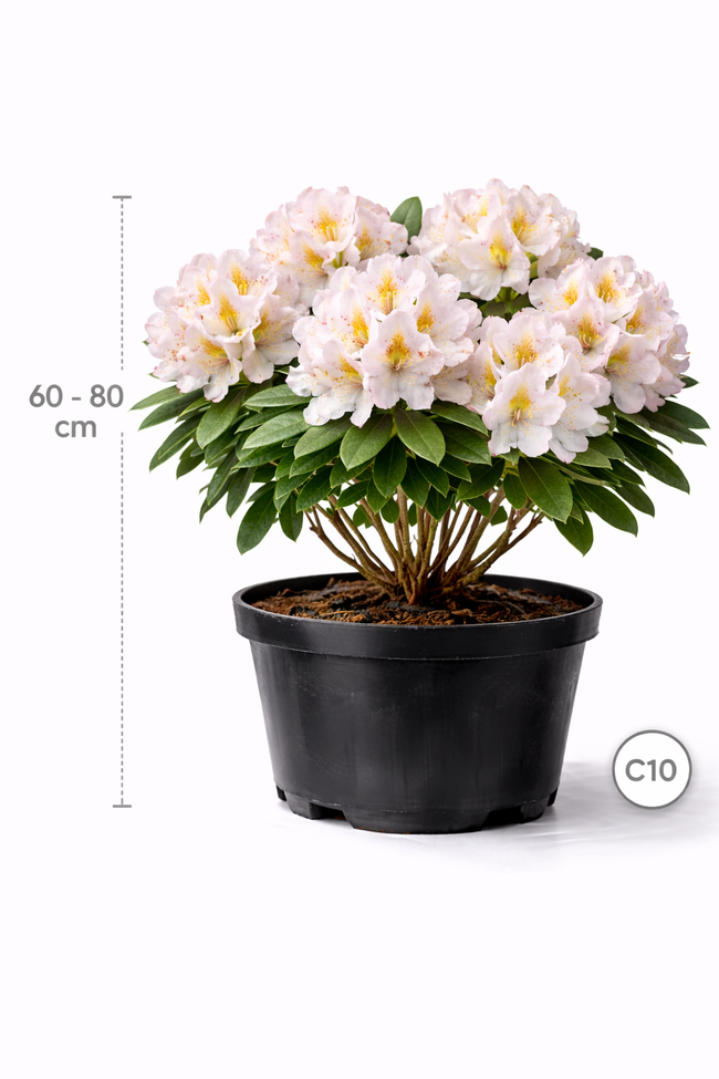 Rhodo (catawb.) 'Gomer Waterer' 60 - 80 C10