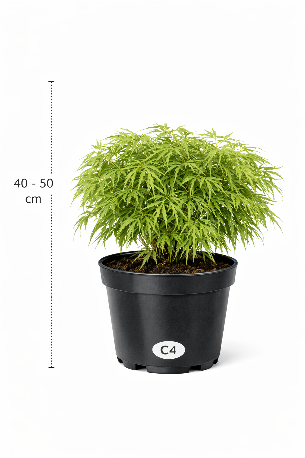 Acer palm. 'Dissectum' 40 - 50 C4