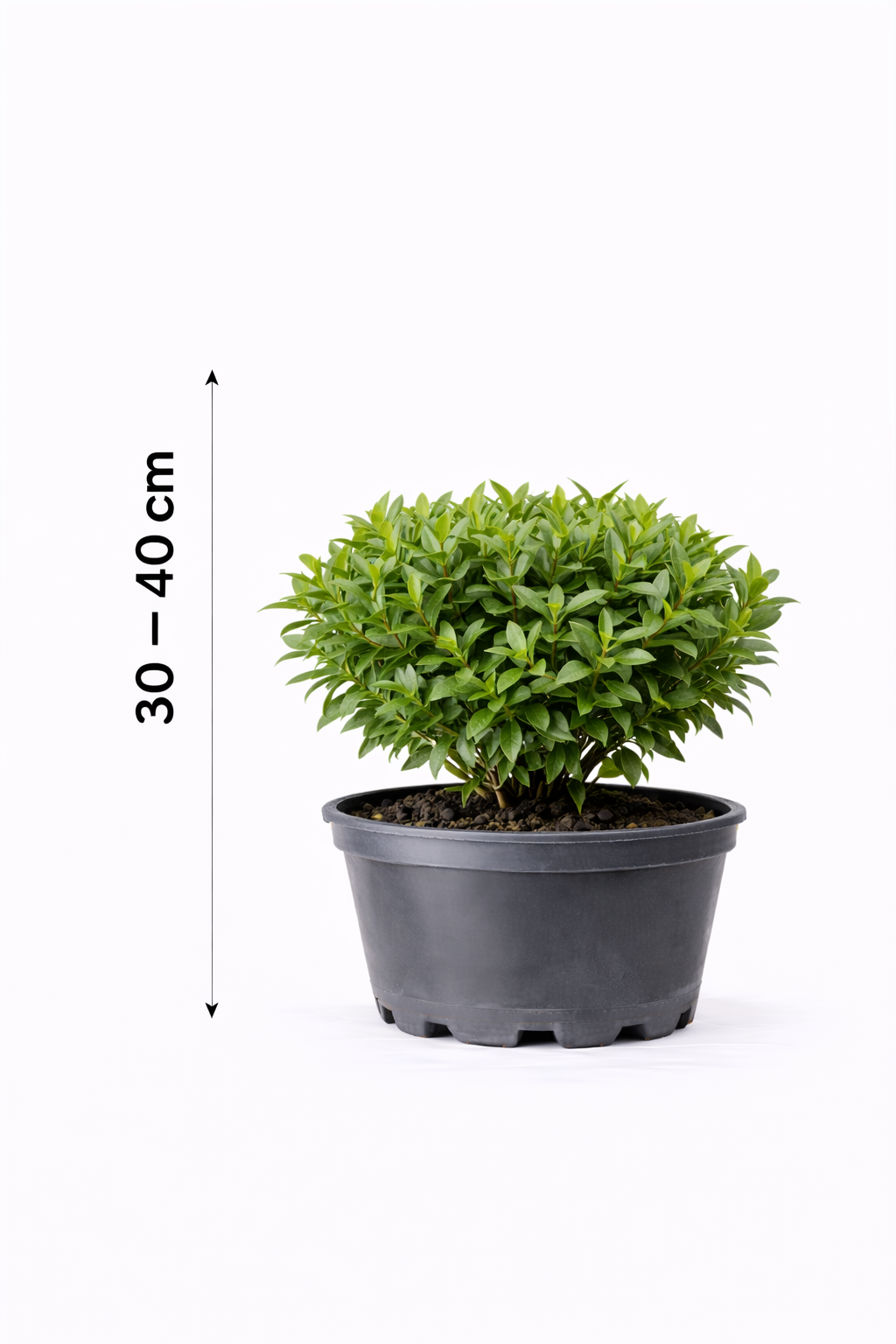 Euonymus al. 'Compactus' 30 - 40