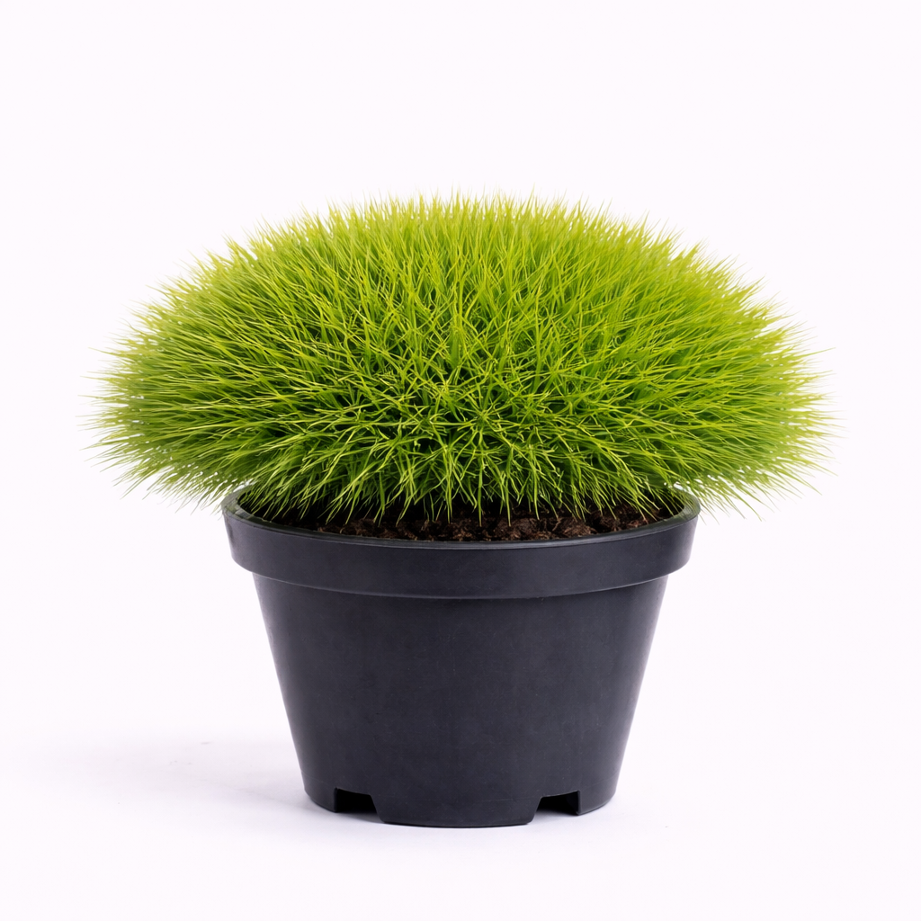 Festuca gaut. 'Pic Carlit' C3