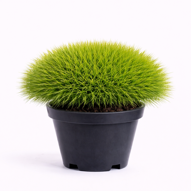 Festuca gaut. 'Pic Carlit' C3