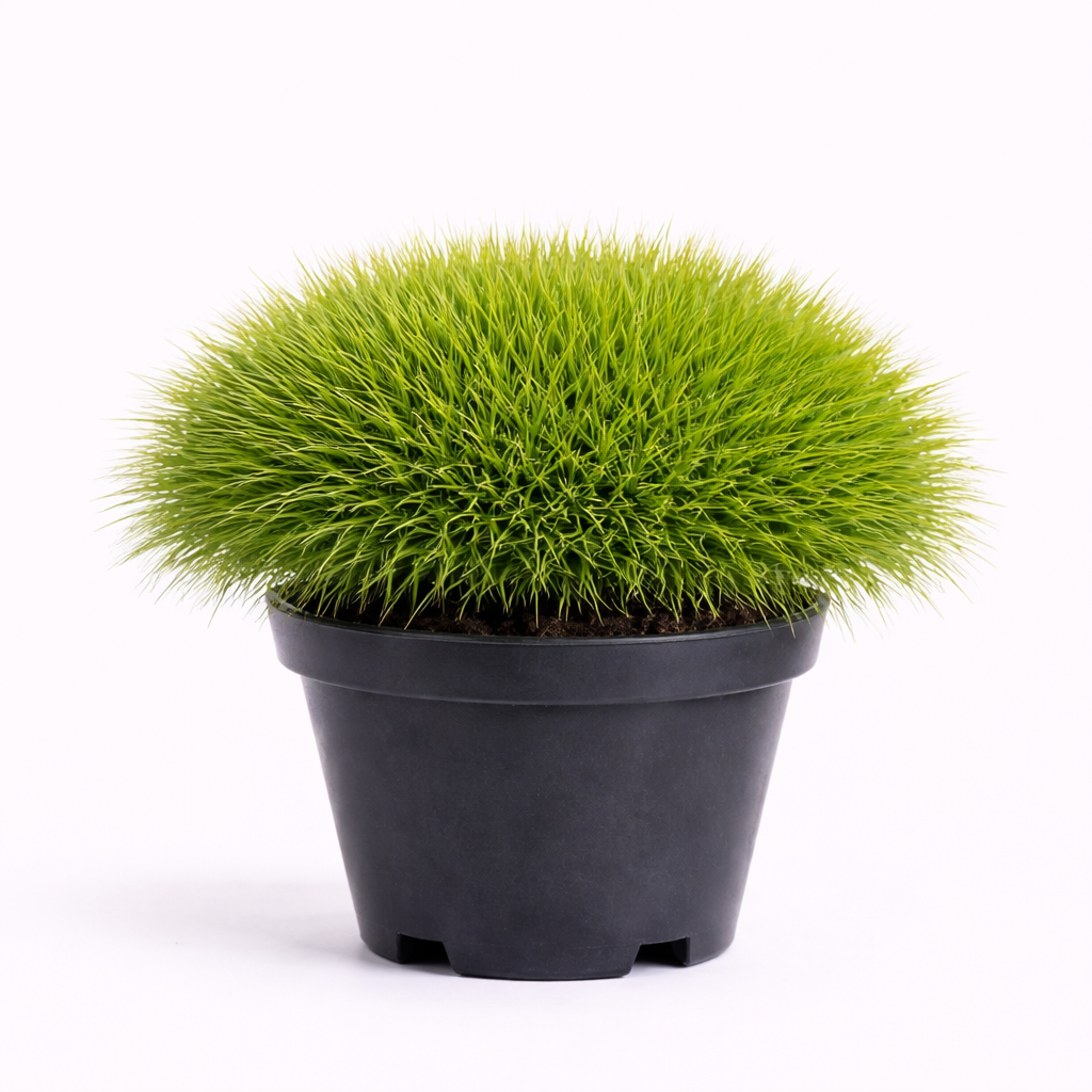 Festuca gautieri c3