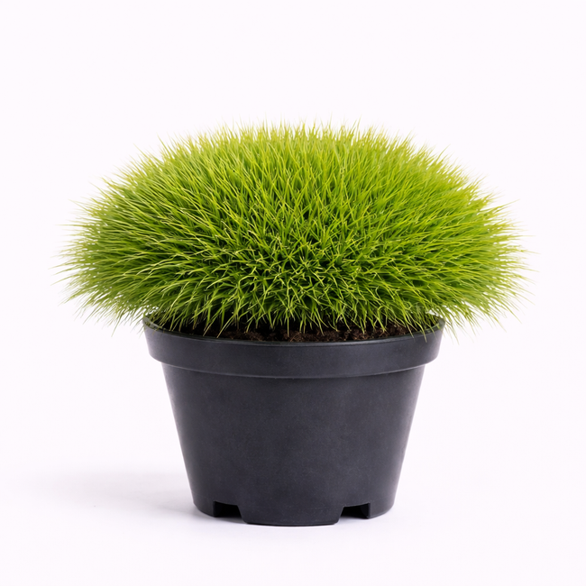 Festuca gautieri c3
