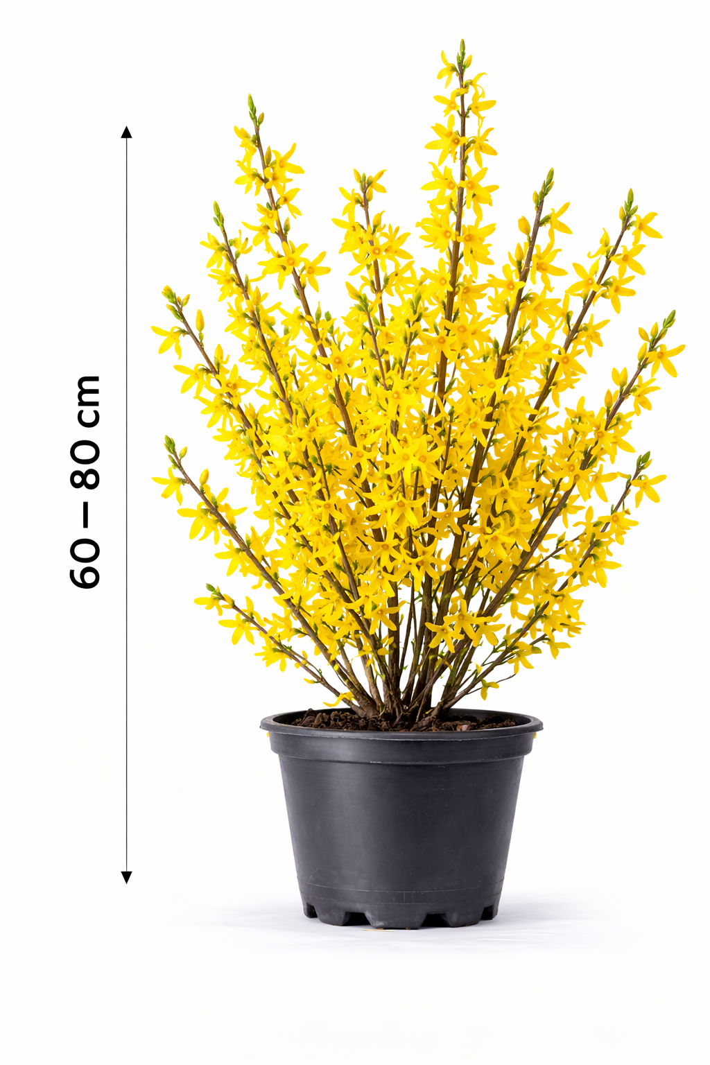Forsythia int. 'Spectabilis' 60 - 80 c7.5