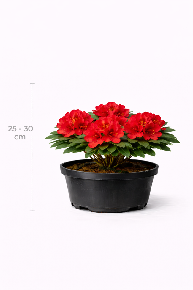 Rhodo (forr.) 'Scarlet Wonder' 25 - 30 C3