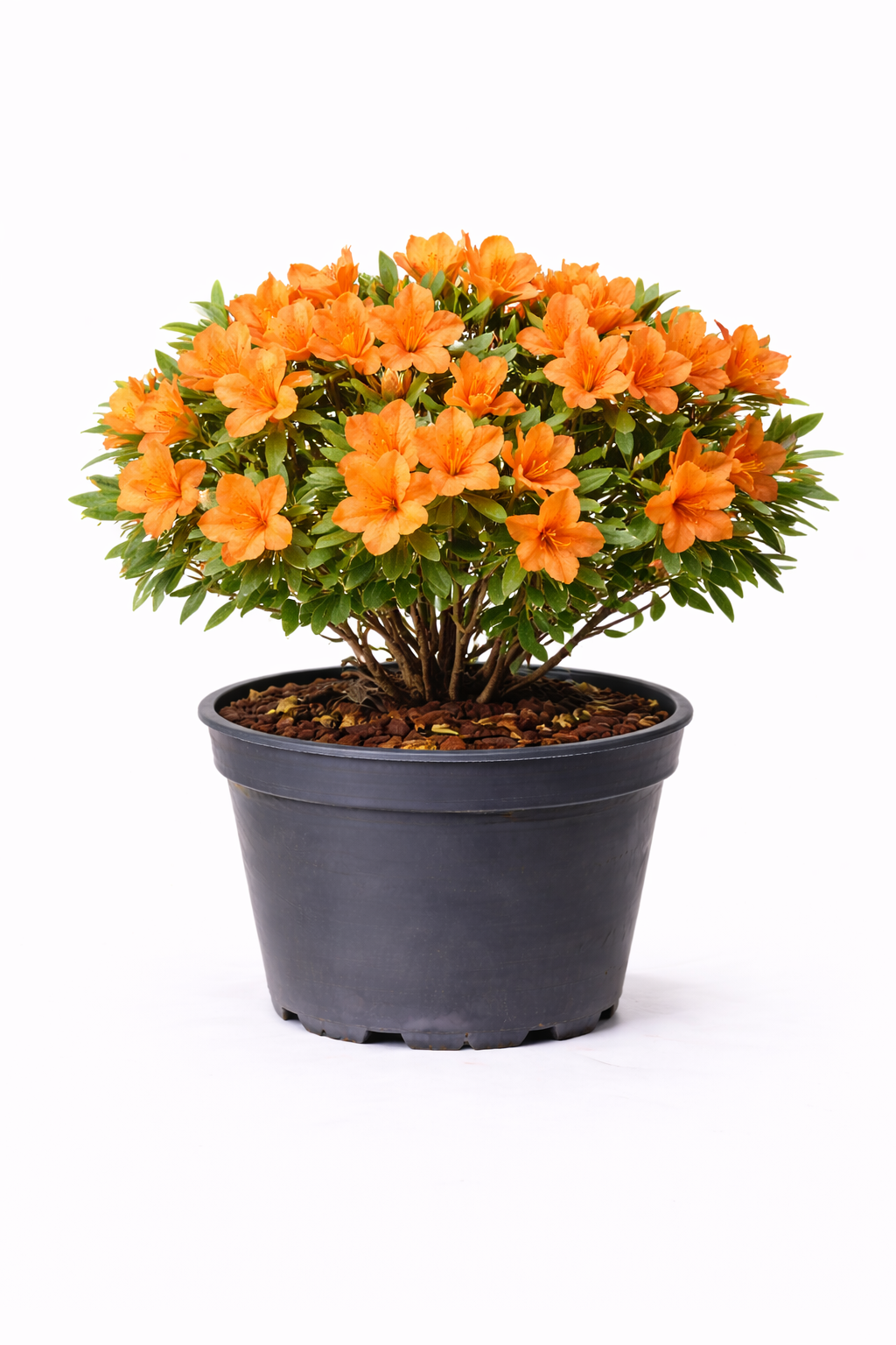Azalea jap. oranje - orange 30 - 40 C3