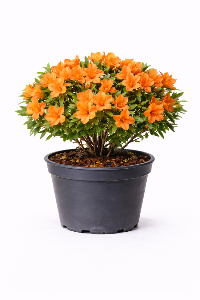 Azalea jap. oranje - orange 30 - 40 C3