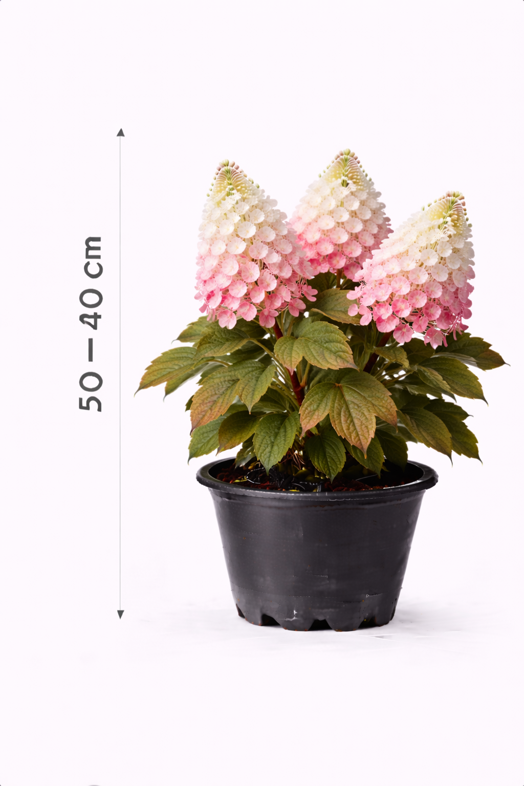 Hydrangea querc. 'Alice' 30 - 40