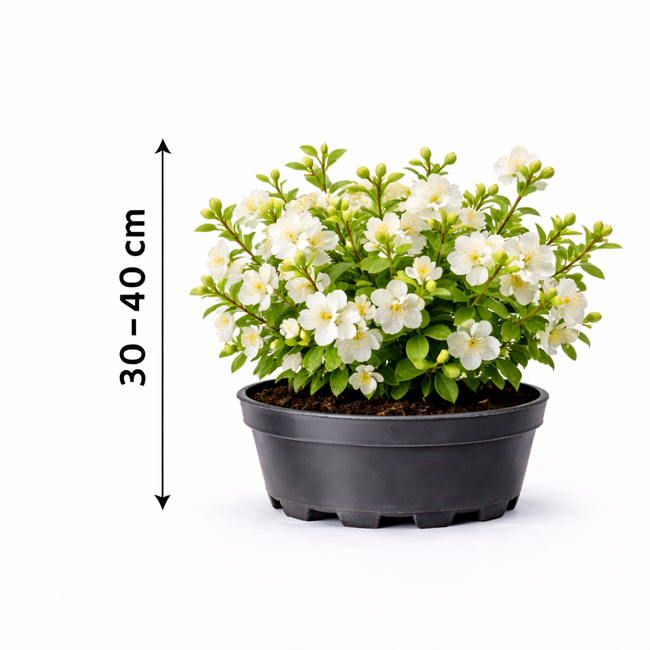 Chaenomeles spec. 'Nivalis' 30 - 40