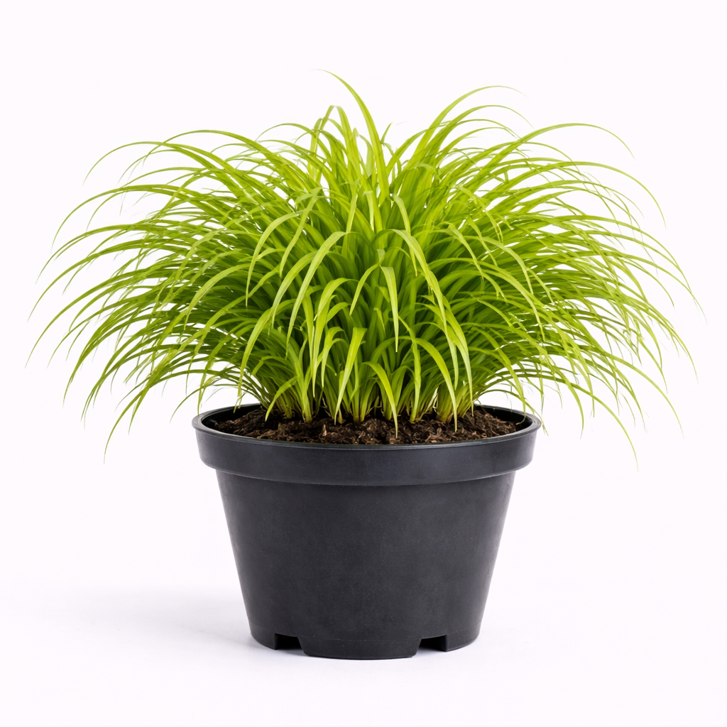 Hakonechloa macra C3