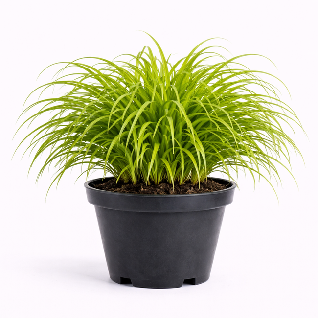 Hakonechloa macra C3