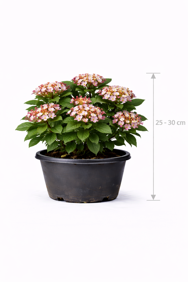 Viburnum tinus 'Lisa Rose' 25 - 30