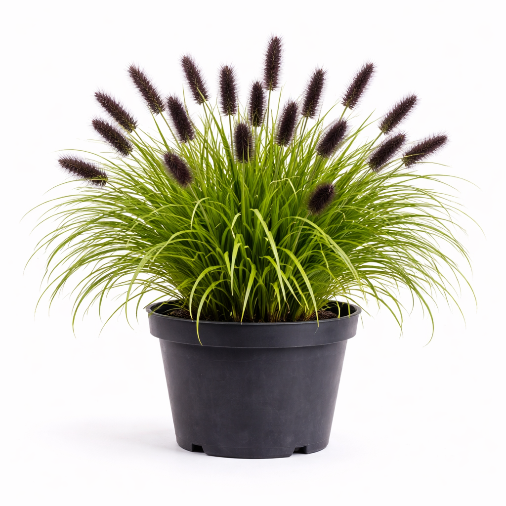 Pennisetum alop. f. viridescens C3
