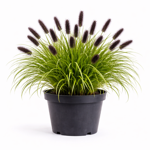 Pennisetum viridescens C3