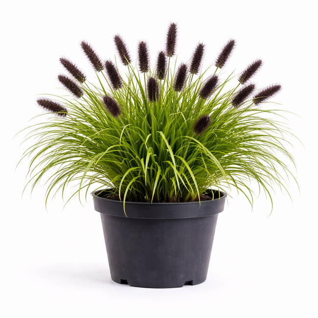 Pennisetum alop. f. viridescens C3