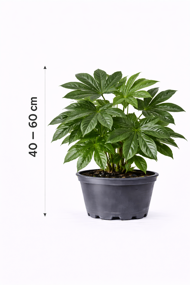 Fatsia japonica  40 - 60