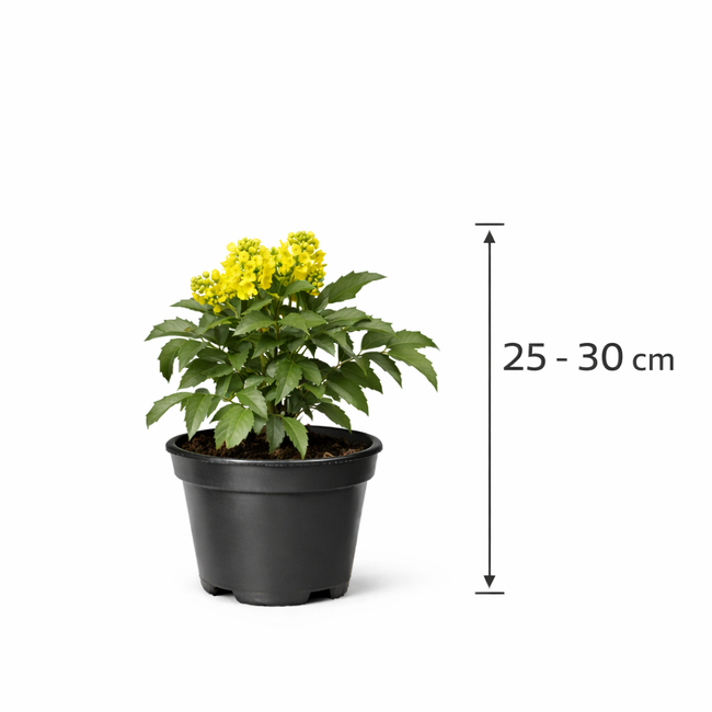 Mahonia aquifolium 25 - 30