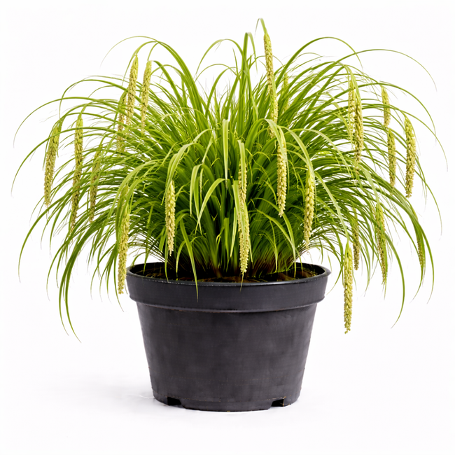 Carex pendula C3