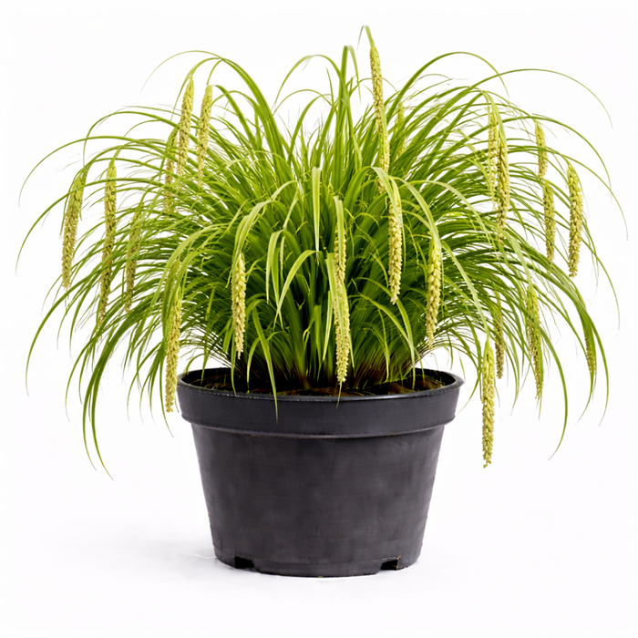 Carex pendula C3