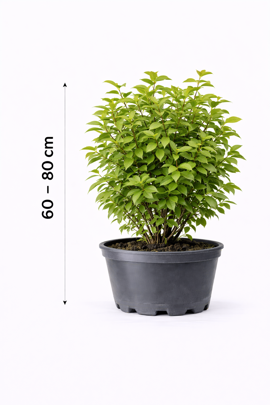 Euonymus europaeus 60 - 80