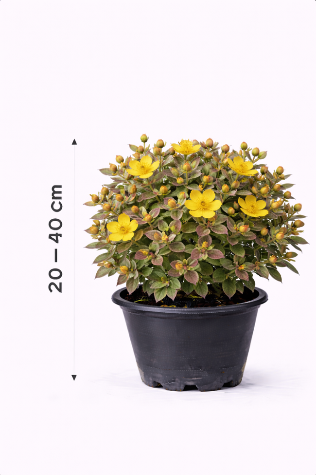 Hypericum moserianum 'Tricolor' 30 - 40