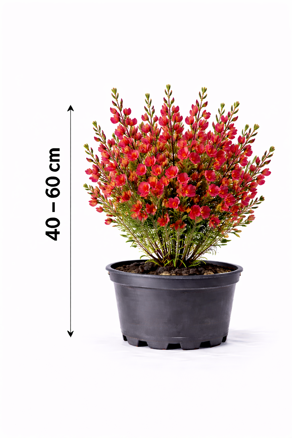 Cytisus 'Roter Favorit' 40 - 60