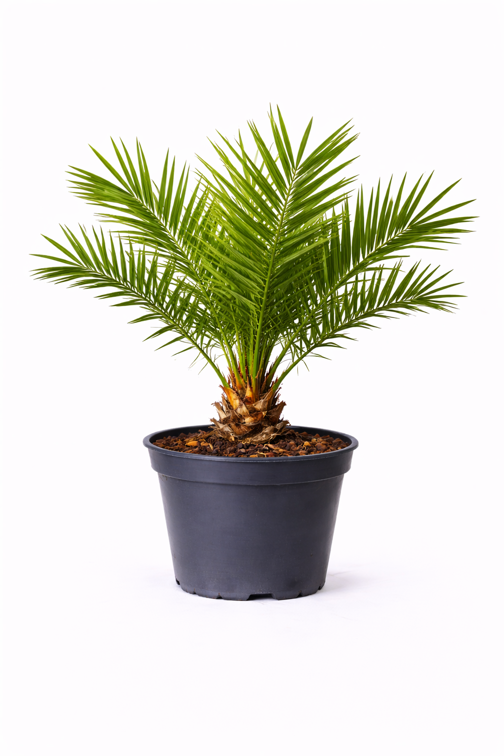 Phoenix canariensis 40 +-