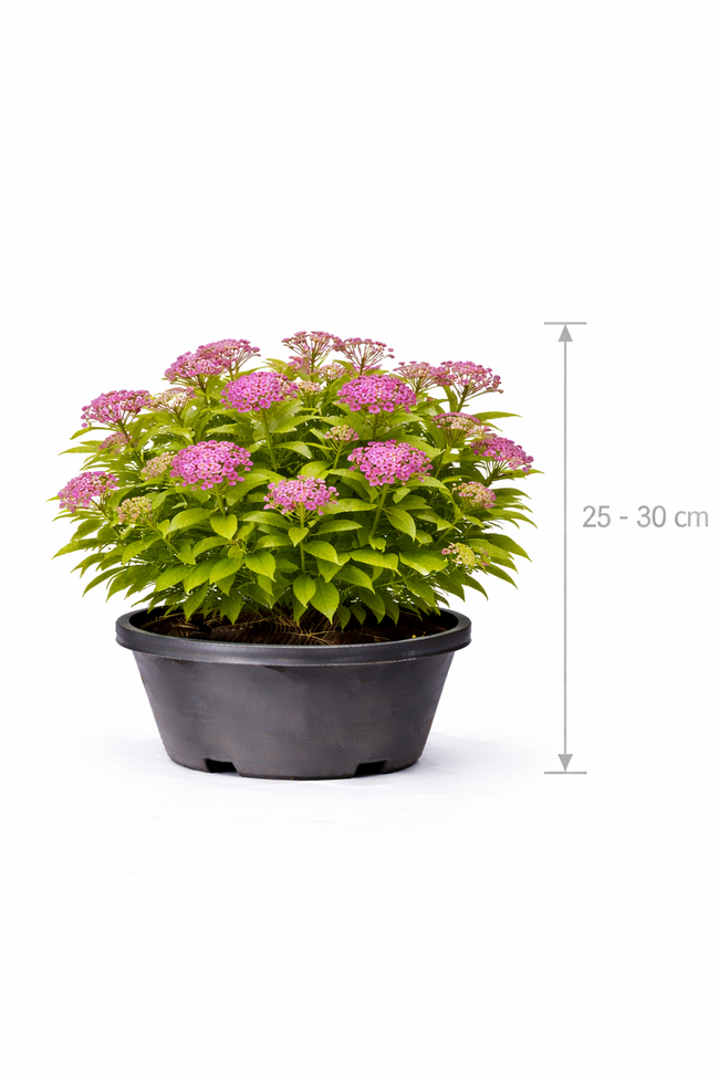 Spiraea jap. 'Anthony Waterer' 25 - 30