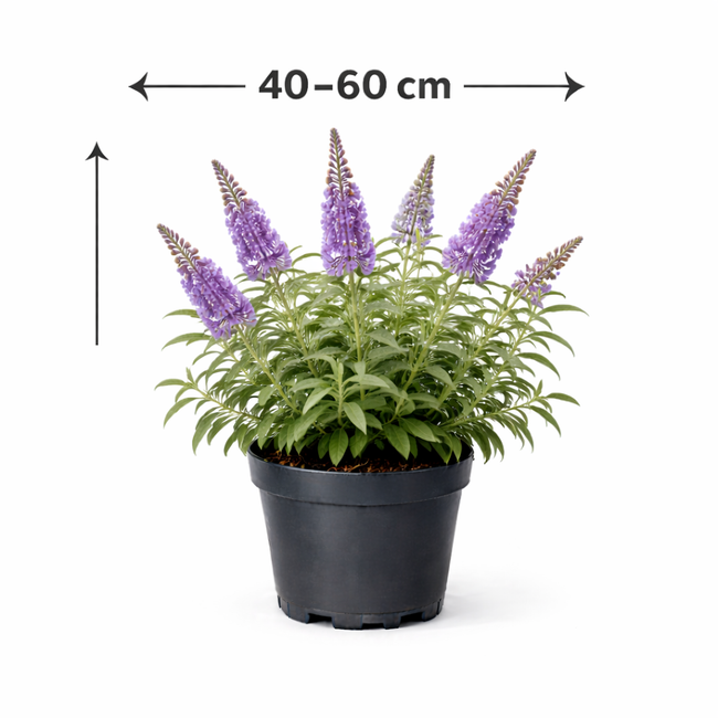 Buddleja hybr. 'Lochinch' 40 - 60