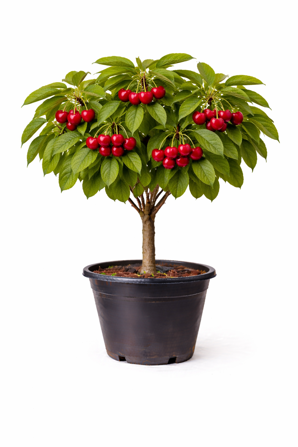 Prunus av. kersen struik C7.5
