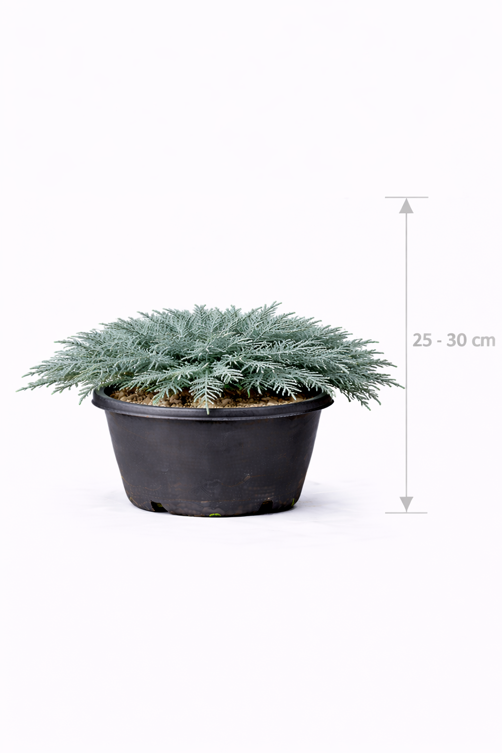 Juniperus hor. 'Wiltonii' 25 - 30
