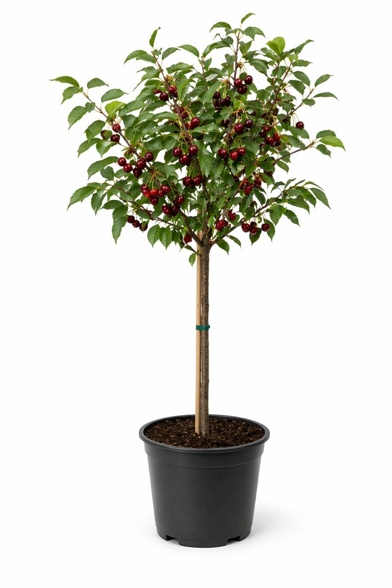 Prunus cer. (krieken/griottes) HALFST. C7,5