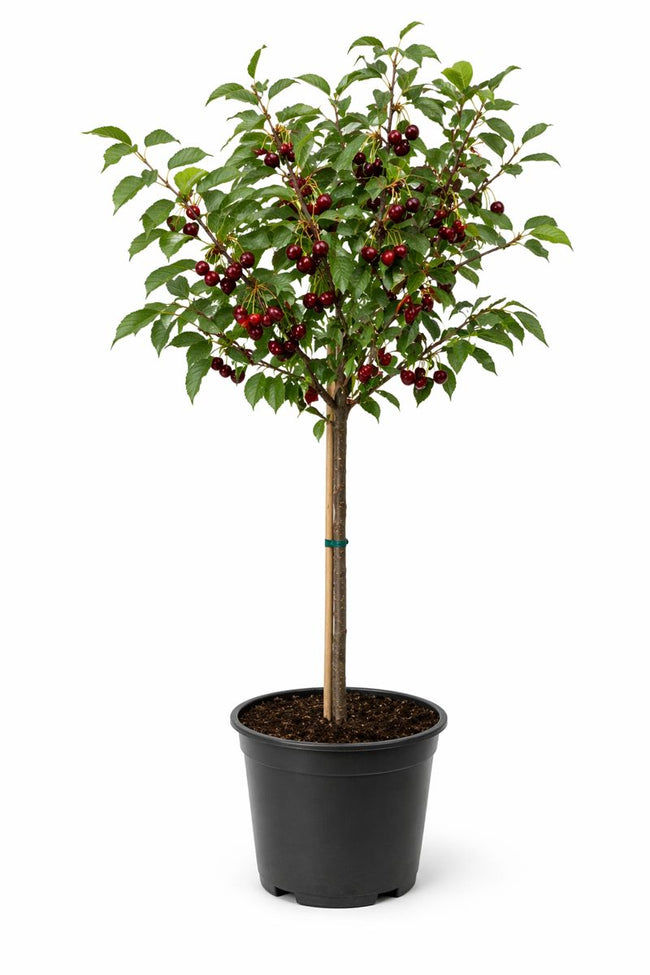Prunus cer. (krieken/griottes) HALFST. C7,5