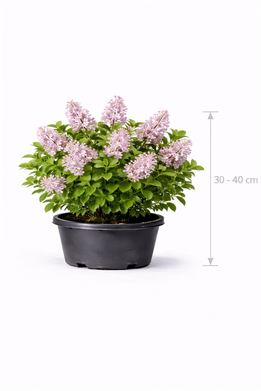 Syringa meyeri 'Palibin' 30 - 40