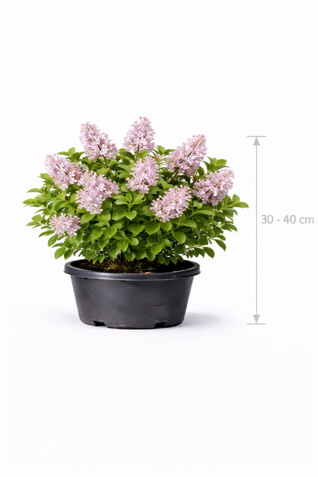Syringa meyeri 'Palibin' 30 - 40