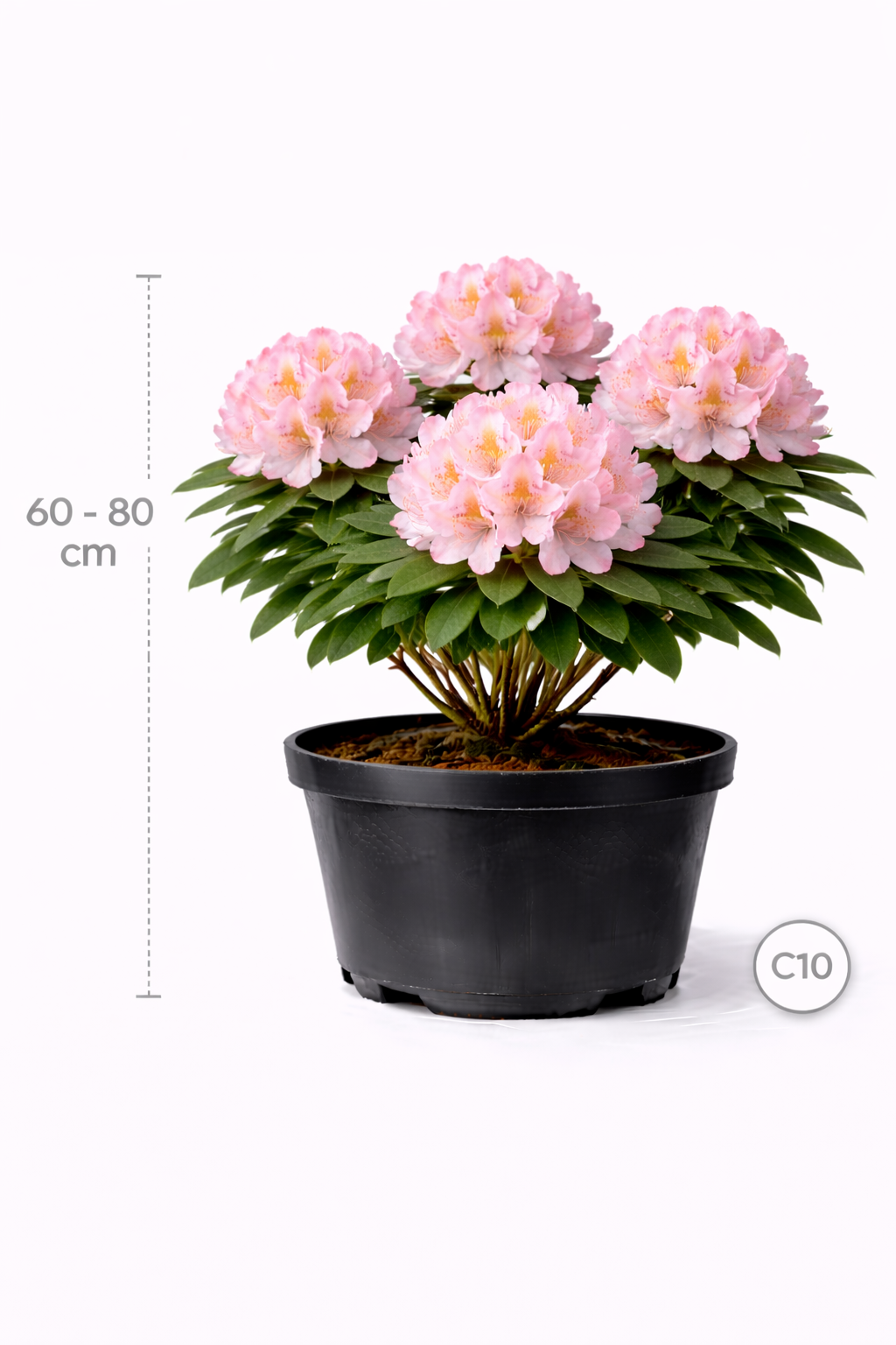 Rhodo (caucas.) 'Cosmopolitan' 60 - 80 C10