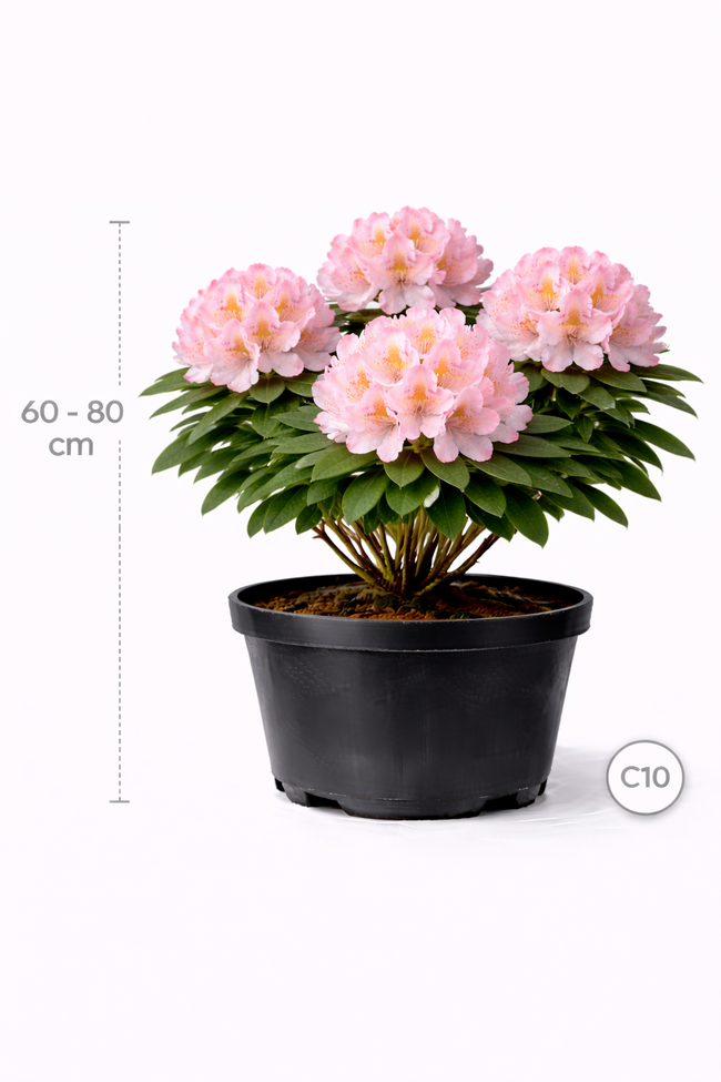 Rhodo (caucas.) 'Cosmopolitan' 60 - 80 C10