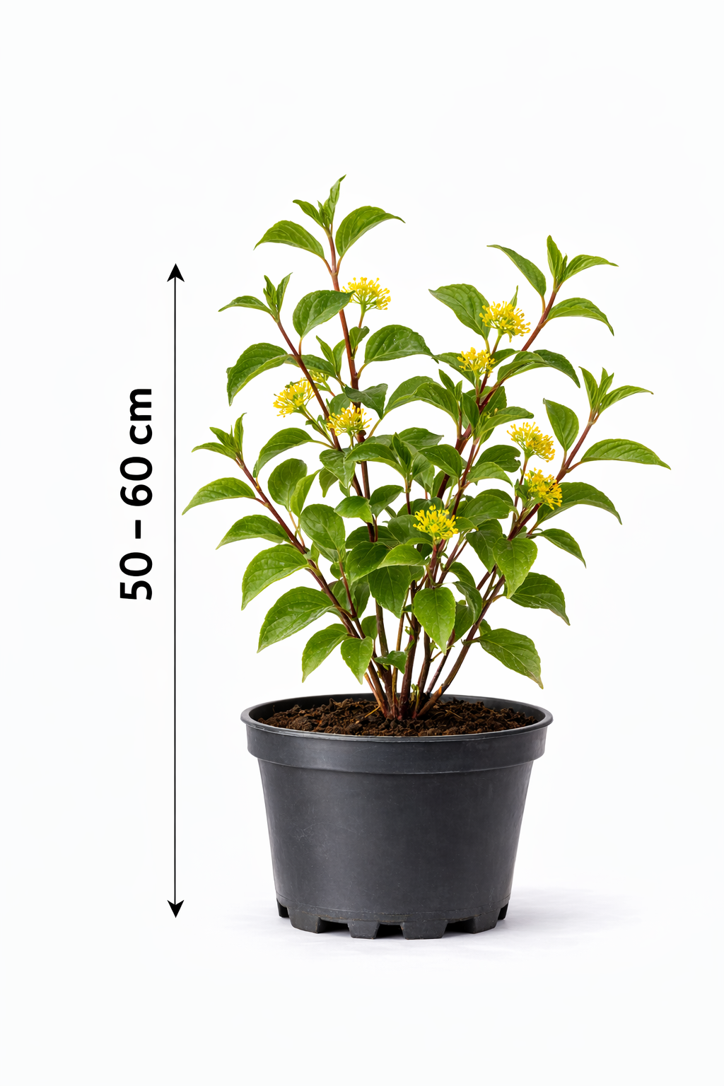 Cornus mas 50 - 60