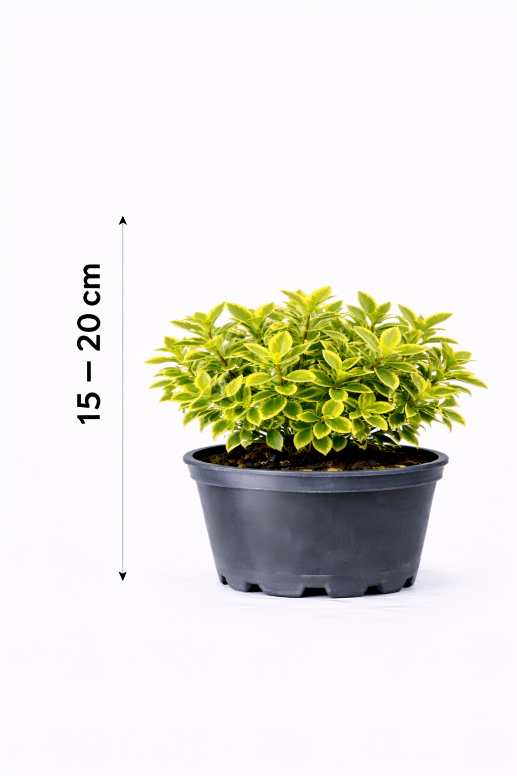 Euonymus fort. 'Em. 'n Gold' 15 - 20